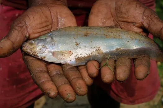 Milagro: San Antonio predica a peces 2025 Milagro: San Antonio predica a peces 2025