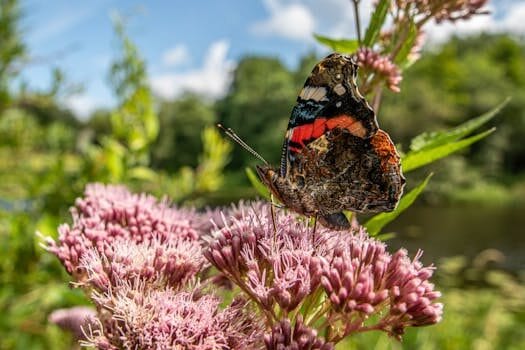 San Francisco: Amor por la naturaleza y las criaturas de Dios 2025